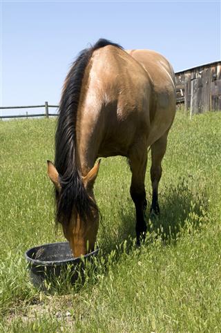 Horse Eating Feed