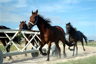 Race Horses In Training