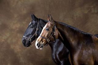Portrait Of Two Horses