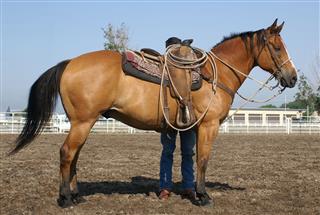 Cowboy Saddling Horse