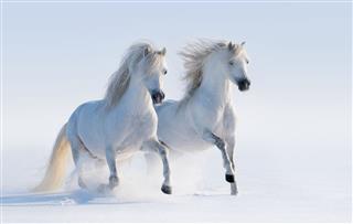 Two Galloping Snow White Horses