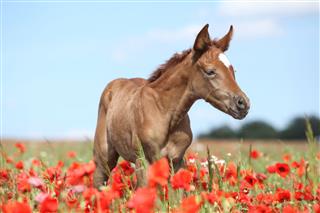 Arabian Foal In Red Poppy Field