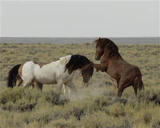 Wild Horses Of Wyoming
