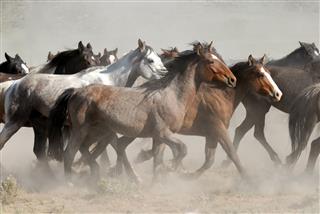 Horses Running In Cloud Of Dust