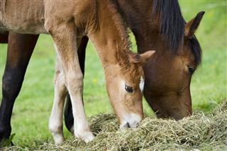 Horses Mare And Foal