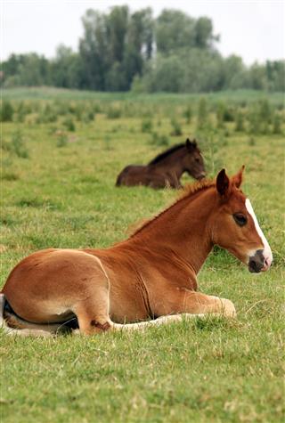Foals Lying On Pasture