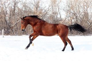 Galloping Bay Sportive Horse In Winter Farm