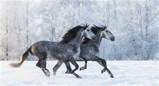 Two Running Grey Purebred Spanish Horses