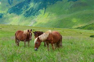 Horses Grazing On Green Meadow