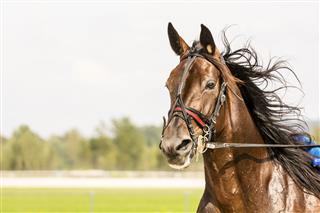 Close Up Of Horse On Harness Racing