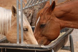 Horses Feeding At The Trough