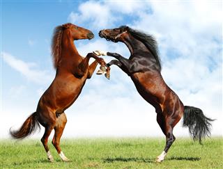 Fight Of Horses