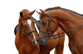 Two Brown Horses With Their Heads Bent Toward Each Other
