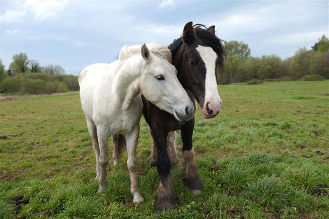 Two Beautiful Horses