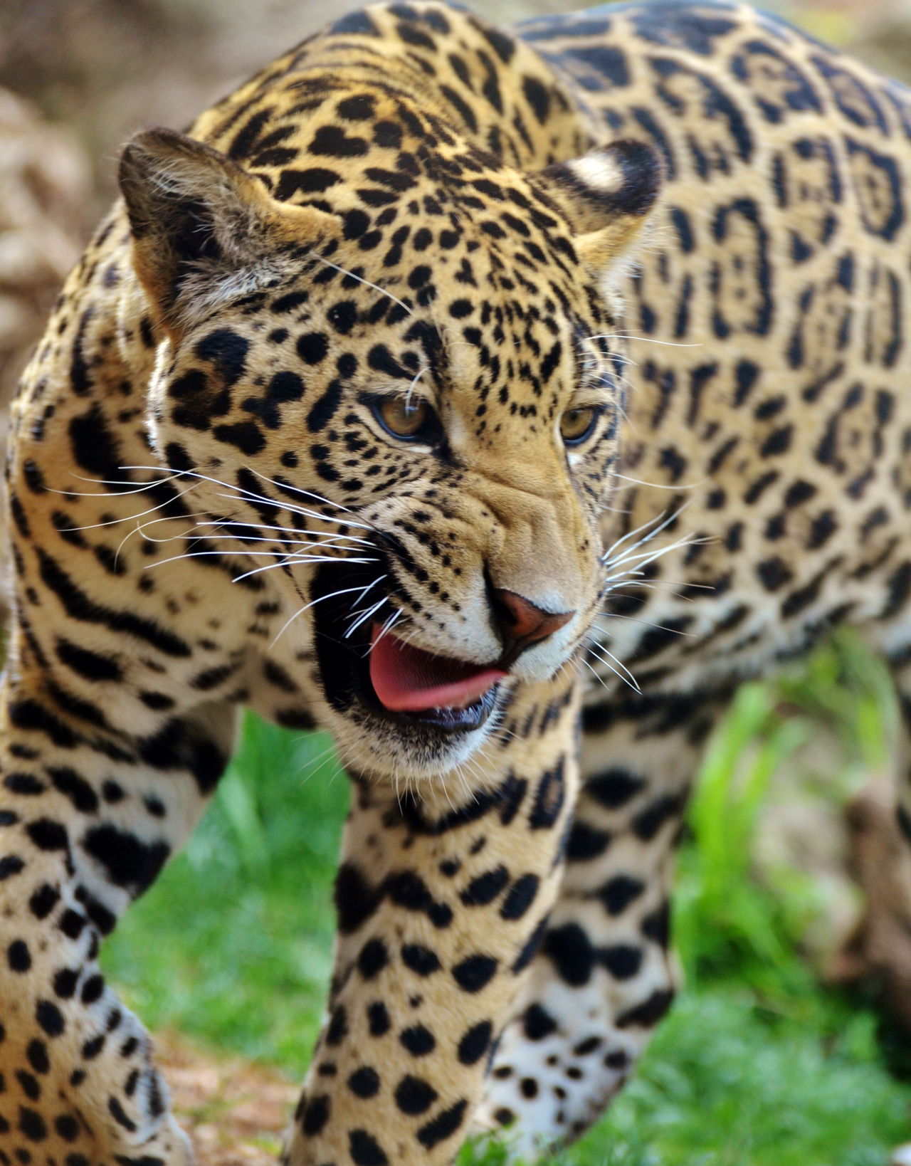 Au! 48+ Lister over Animals Tropical Rainforest: Tropical rainforests