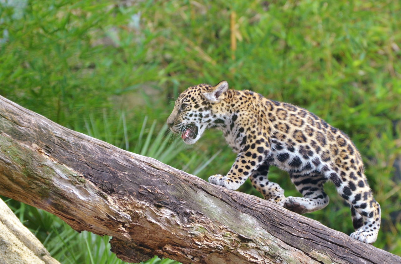 Jaguar Animal Facts - Animal Sake