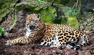 Jaguar Procura De Distância Da Câmera