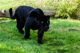 Black Jaguar Stalking Through Grass