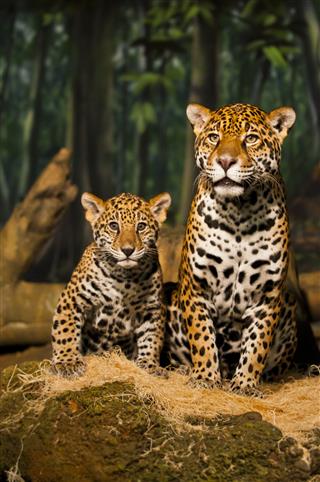  Jaguar Familie