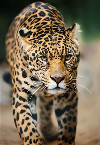 Approaching Jaguar