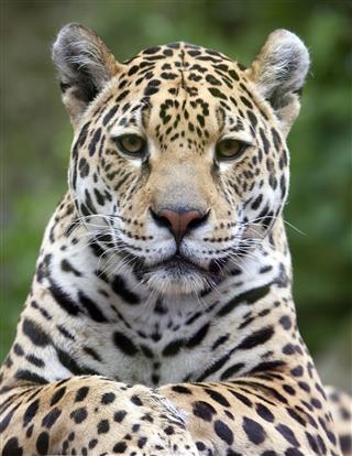 Jaguar Portræt