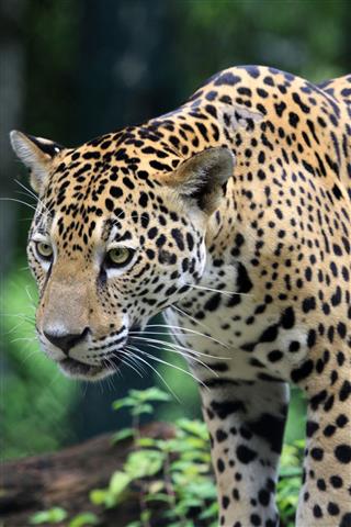 Jaguar In Rainforest