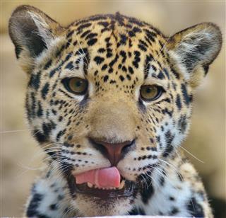 Baby Jaguar Face