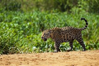 Jaguar At The Banks Of Tres