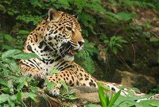 Jaguar Portrait In Guatemala