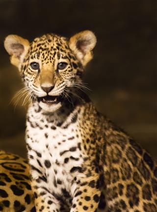 Jaguar Cub