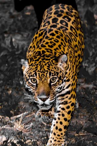 Approaching Spotted Jaguar
