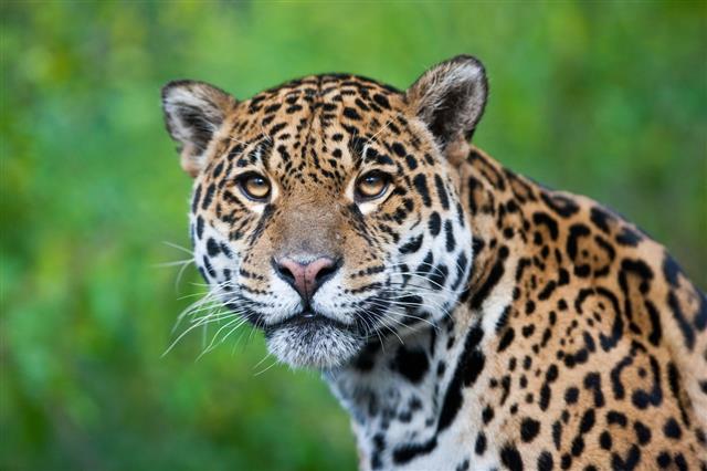 Fotografia de um Jaguar deslumbrante na natureza