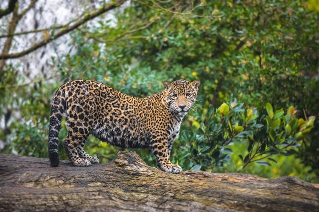 Jaguar Cat