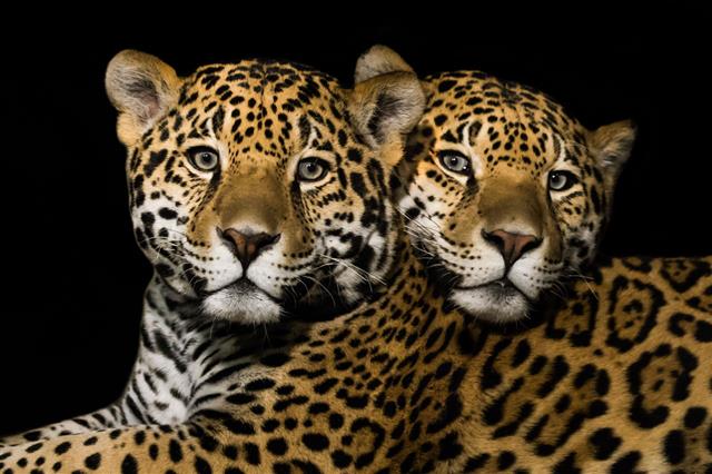  Par de jaguares