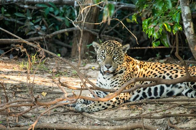 Wild Jaguar In Pantanal Brazil