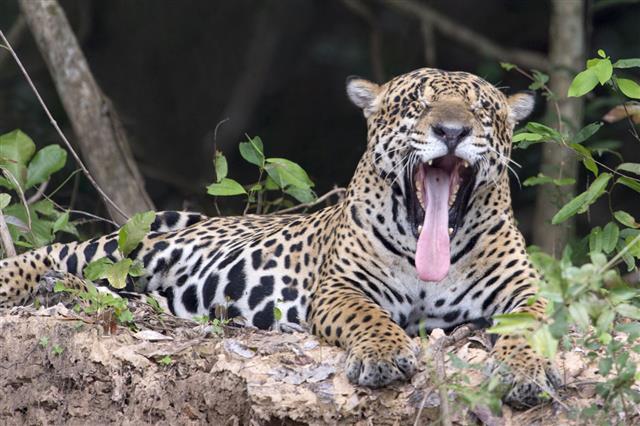 Jaguar With A Full Yawn