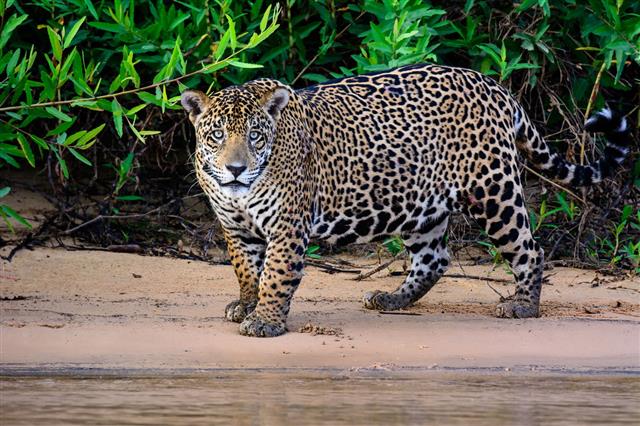 mannelijke Jaguar die vanaf het strand staart