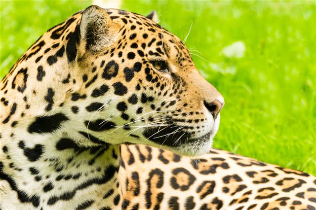 Portrait Of A Jaguar Panthera Onca