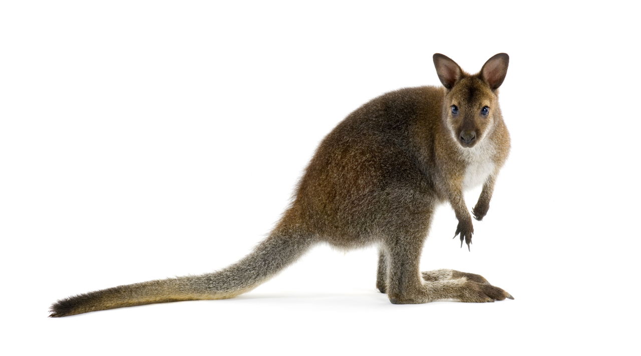 Marsupial Animals - Animal Sake