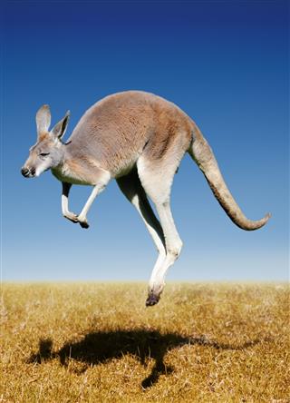 Jumping Red Kangaroo