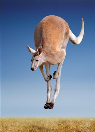 Jumping Red Kangaroo