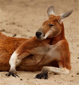 Haughty Kangaroo