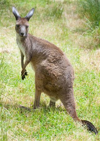 Kangaroo In Wildlife Australia