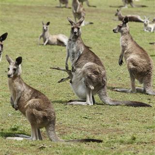Group Of Kangaroos
