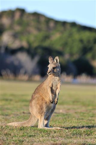 Eastern Gray Kangaroo Tasmania