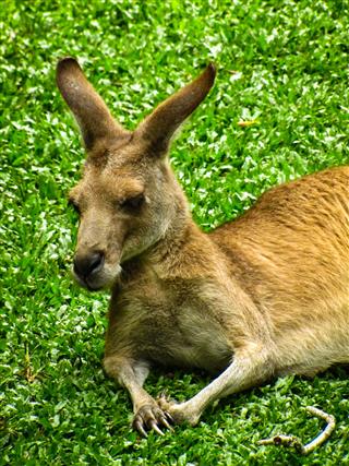 Kangaroo In Grass
