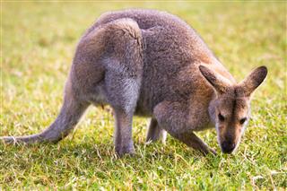 Kangaroo Grazing On Grass