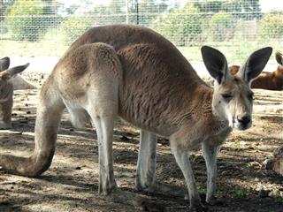 Animal Kangaroo