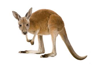 Young Red Kangaroo
