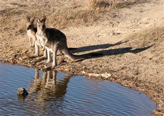 Kangaroos By A Pond